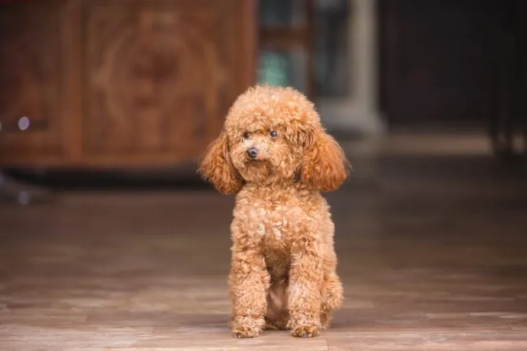 Toy Poodle