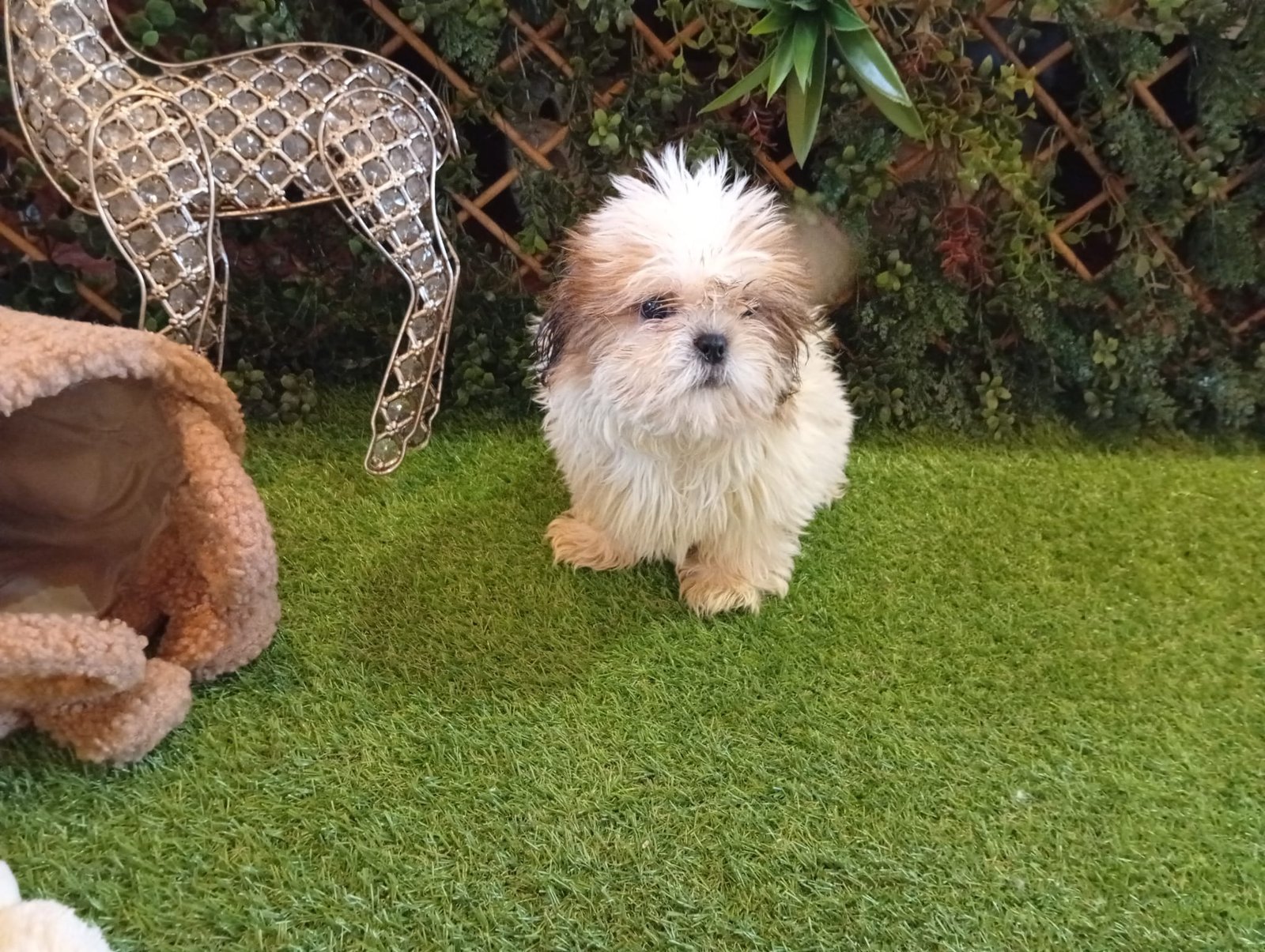 Cățel Ateliercanis