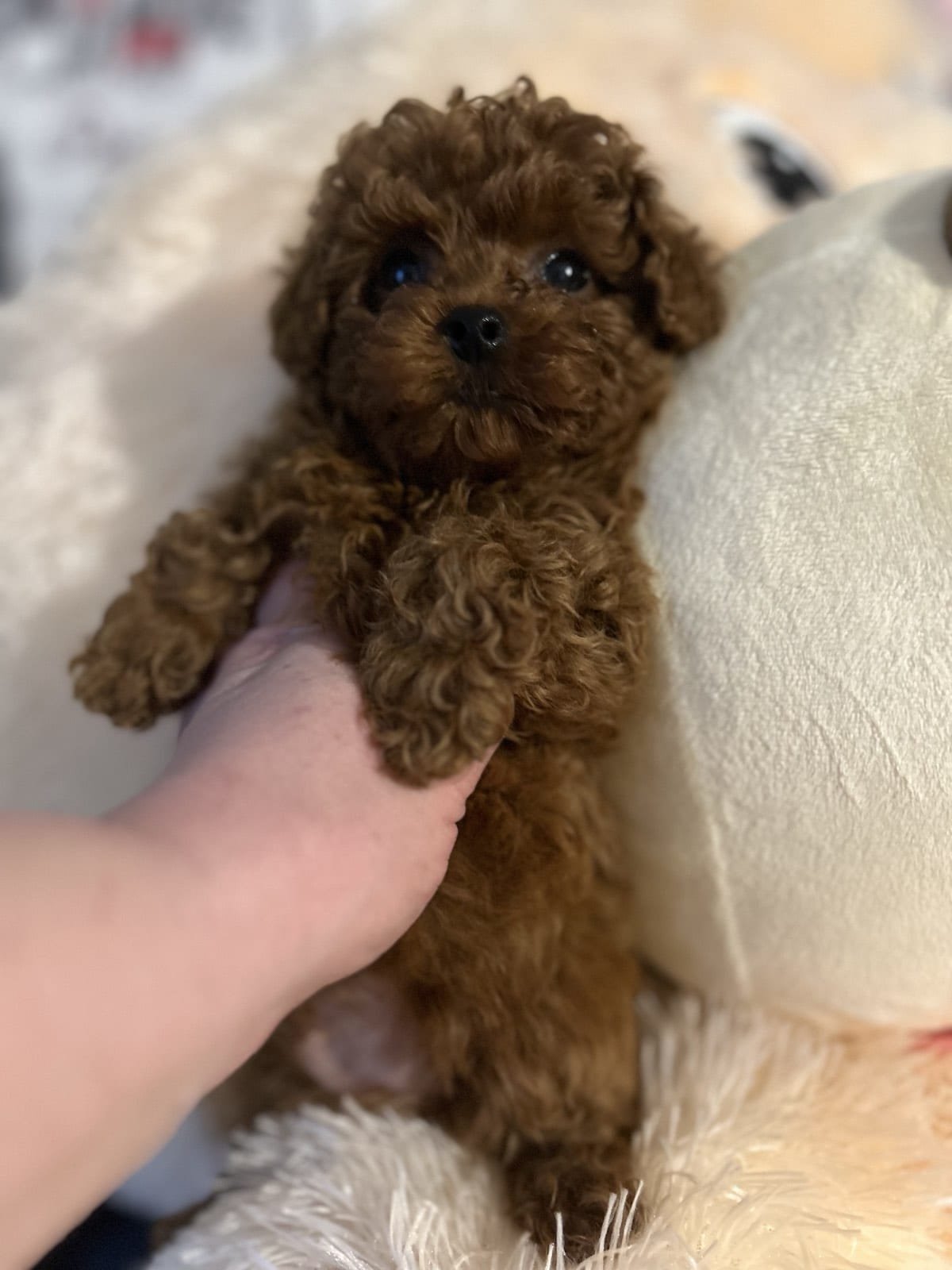 Cățel Ateliercanis