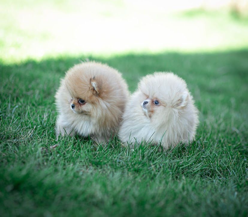 Cățel Ateliercanis