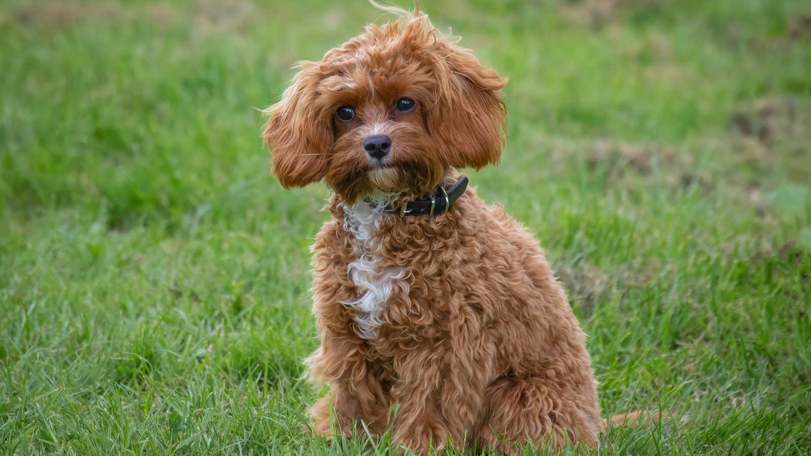 Cavapoo