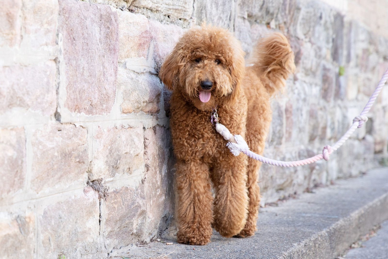Goldendoodle