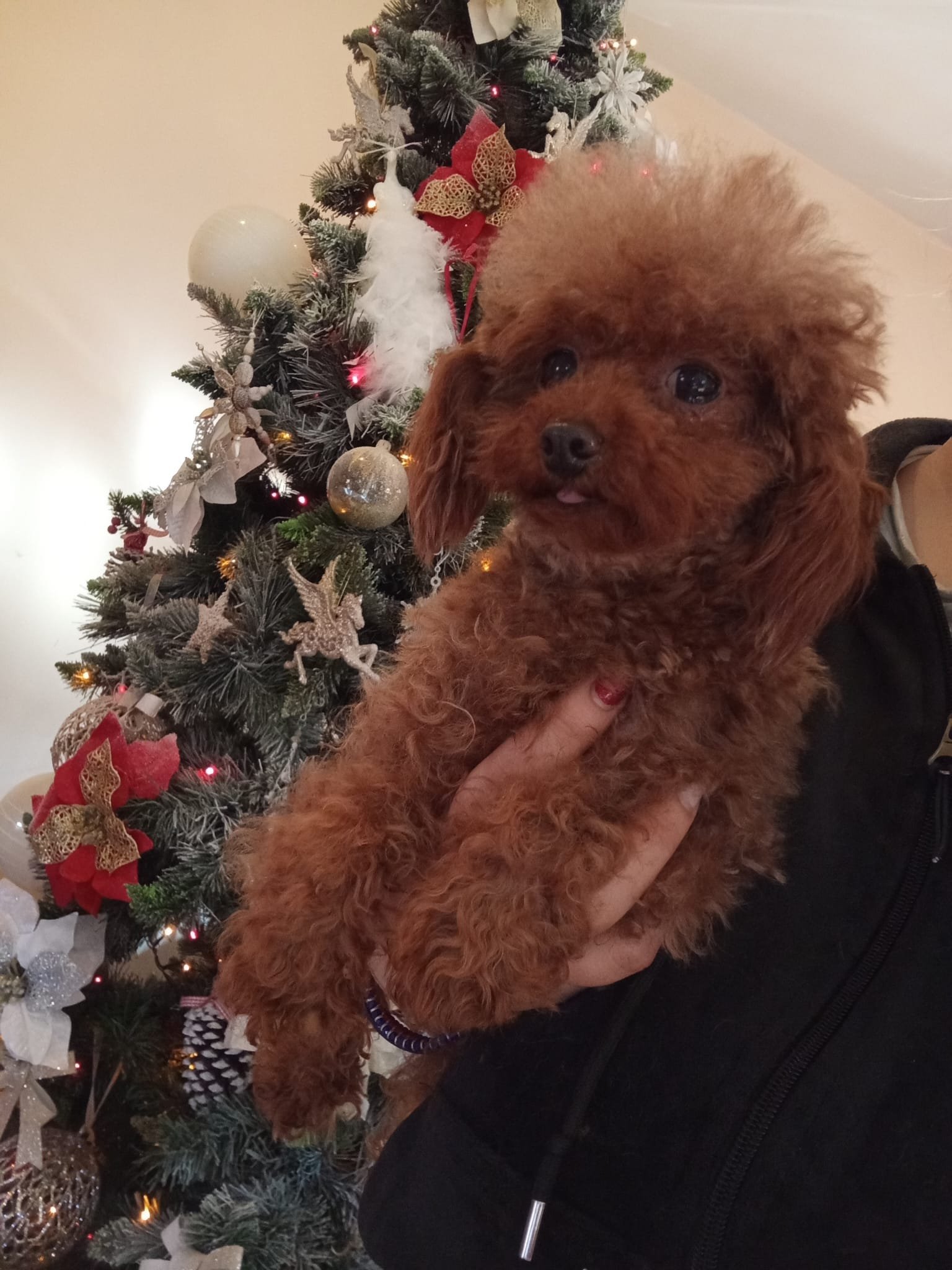 Poodle Ateliercanis - fotografie 30