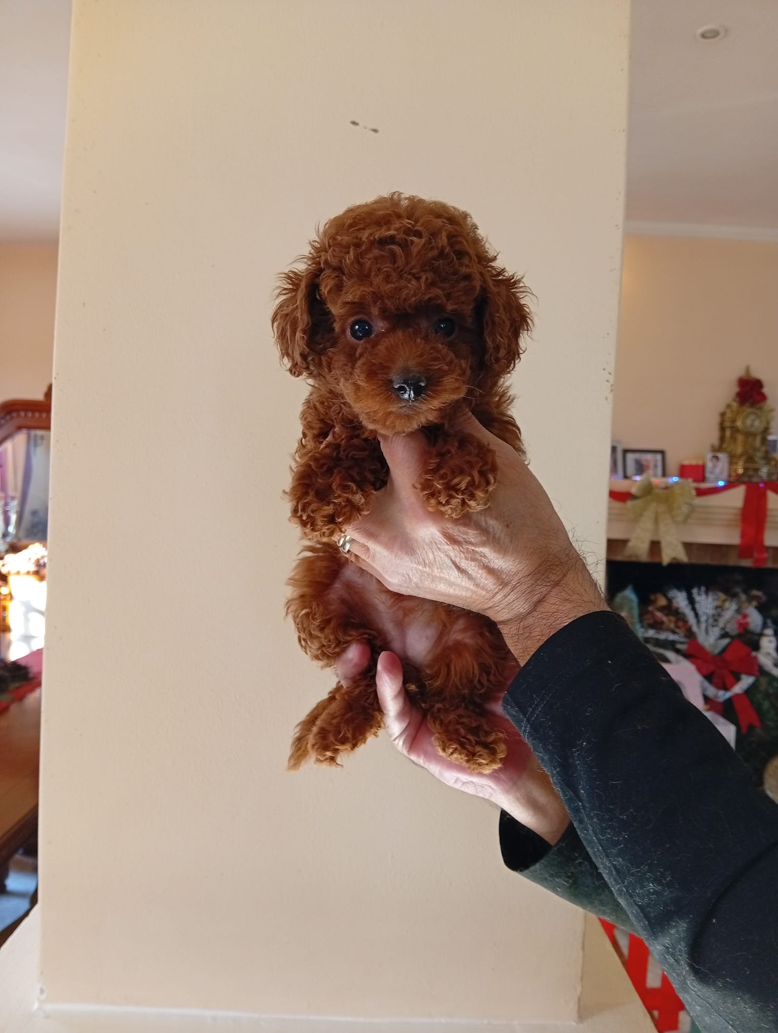 Poodle Toy Ateliercanis - fotografie 29