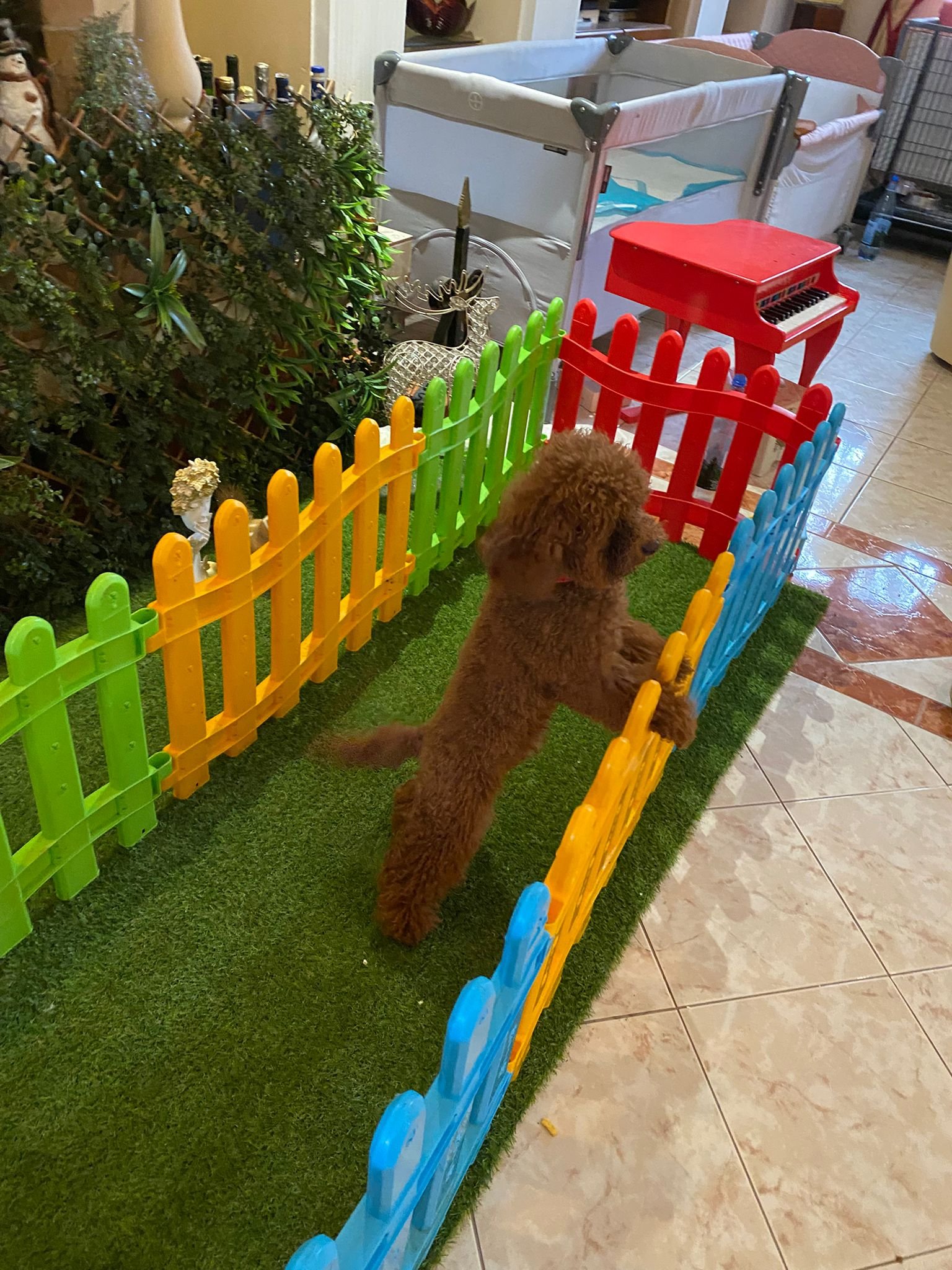 Poodle Mini Toy Ateliercanis - fotografie 27