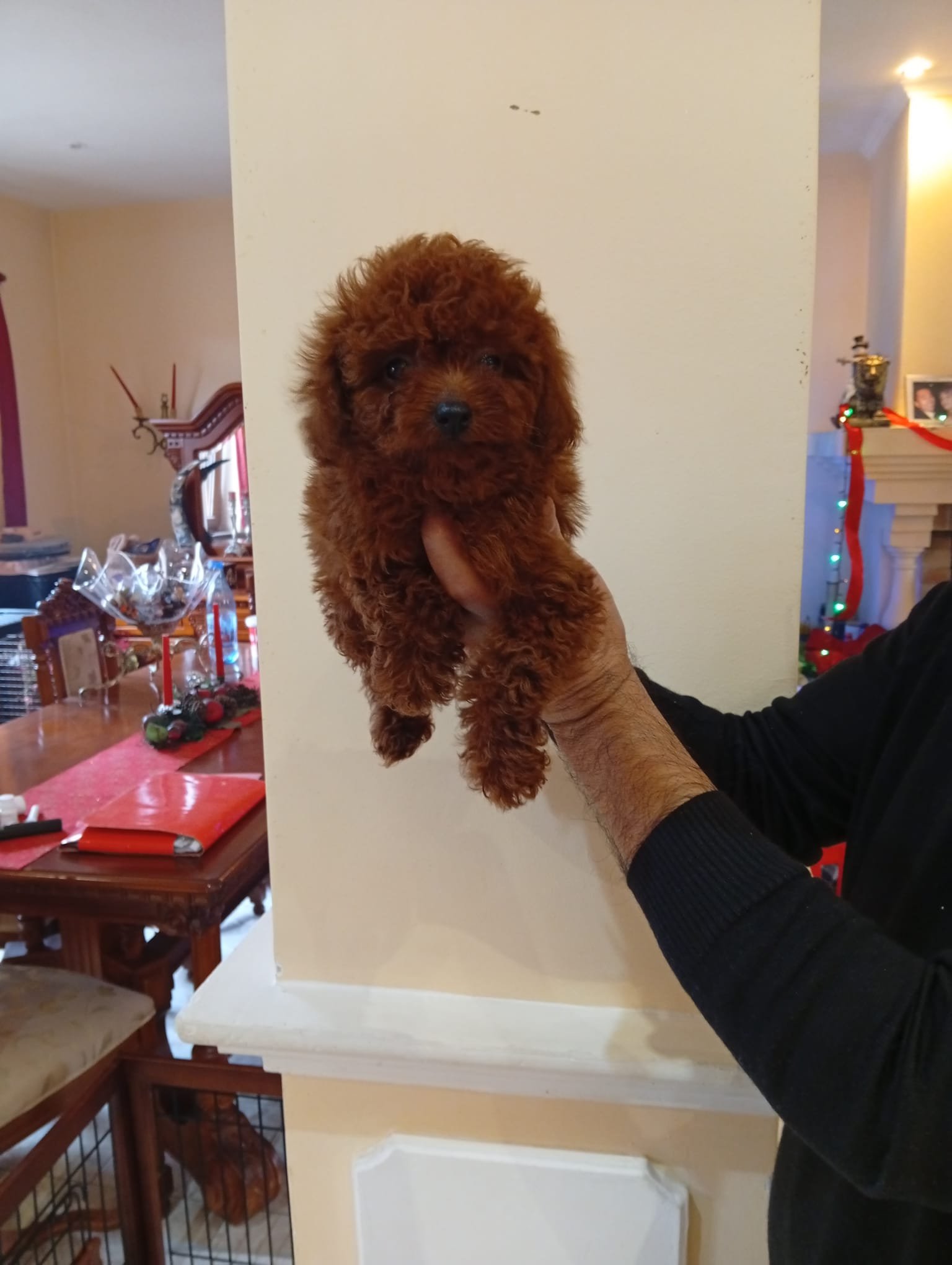 Poodle Ateliercanis - fotografie 28