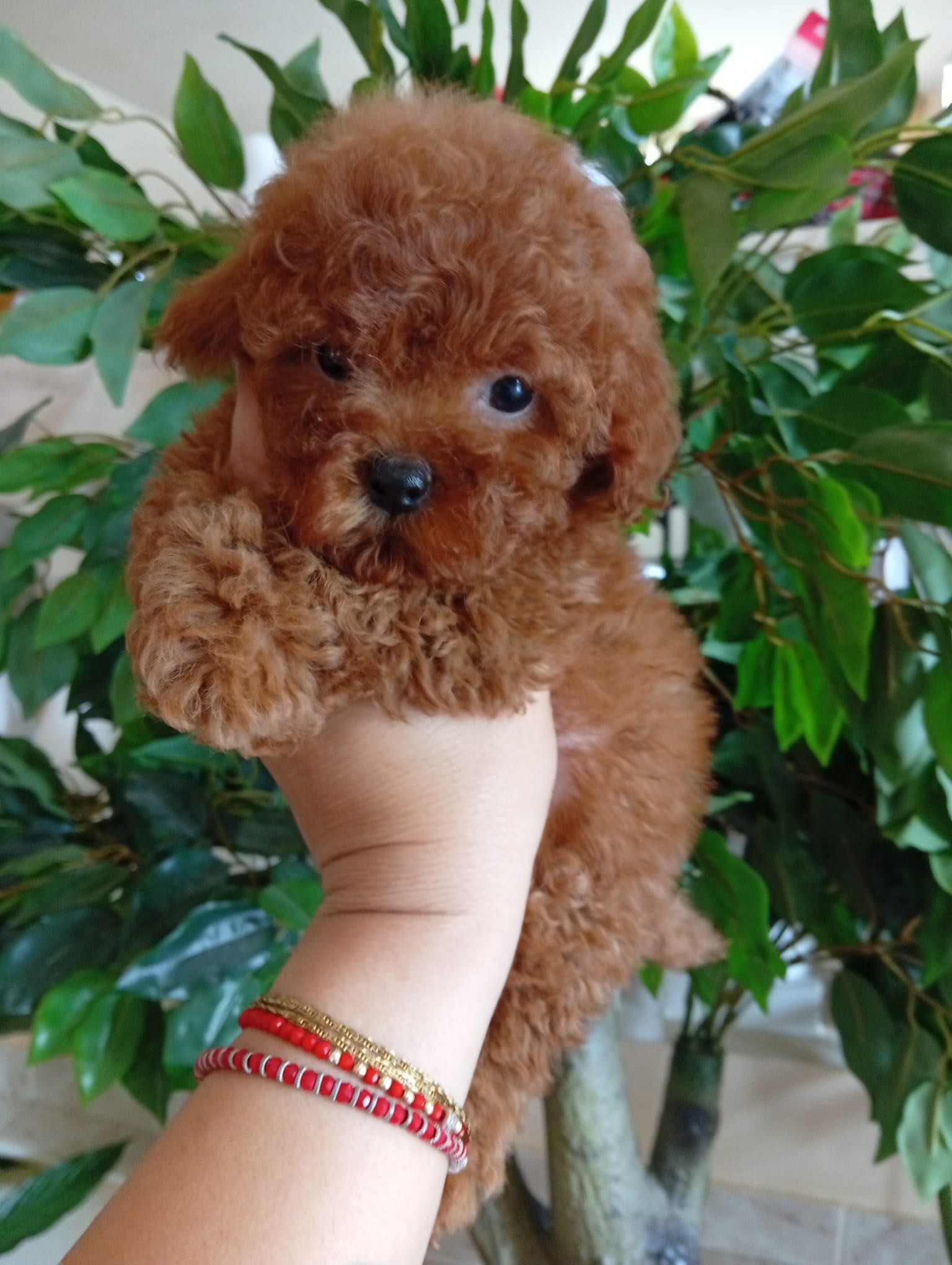 Poodle Ateliercanis - fotografie 26