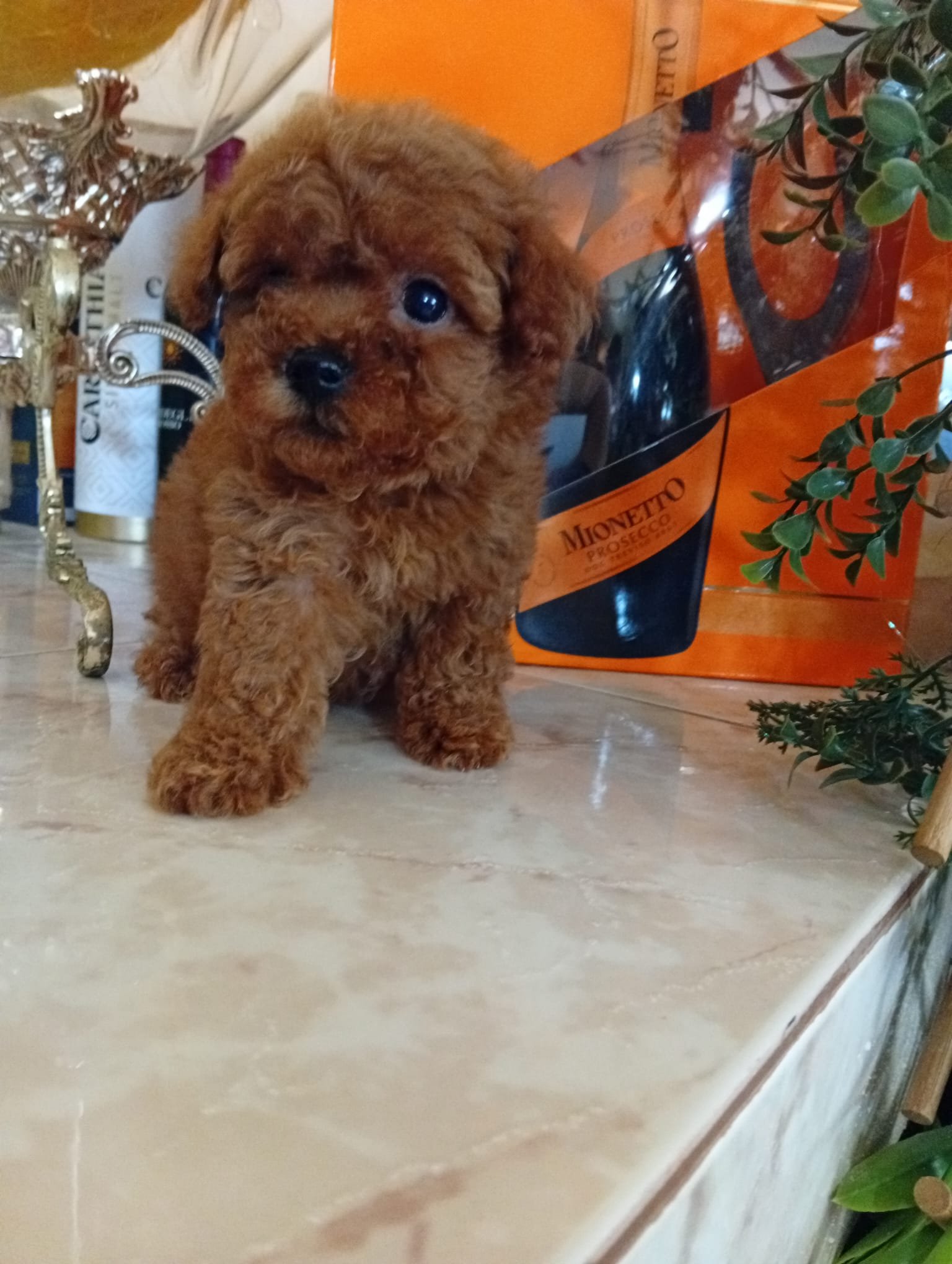 Poodle Toy Ateliercanis - fotografie 25