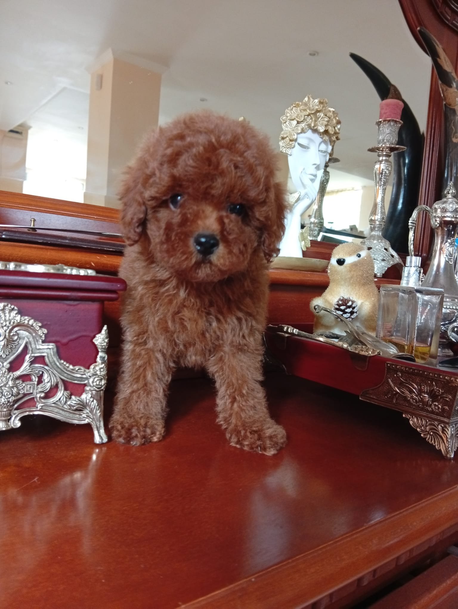 Poodle Miniature Ateliercanis - fotografie 23