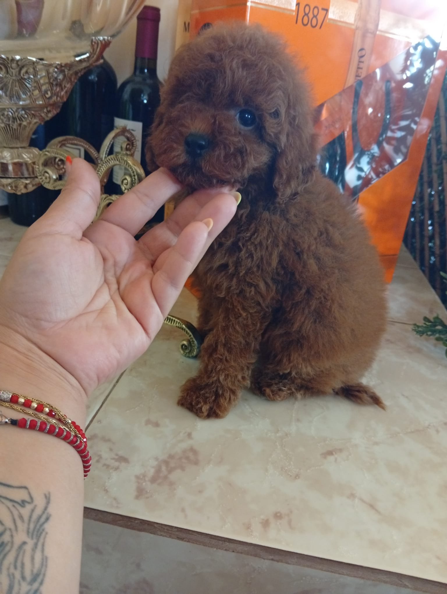 Poodle Ateliercanis - fotografie 24