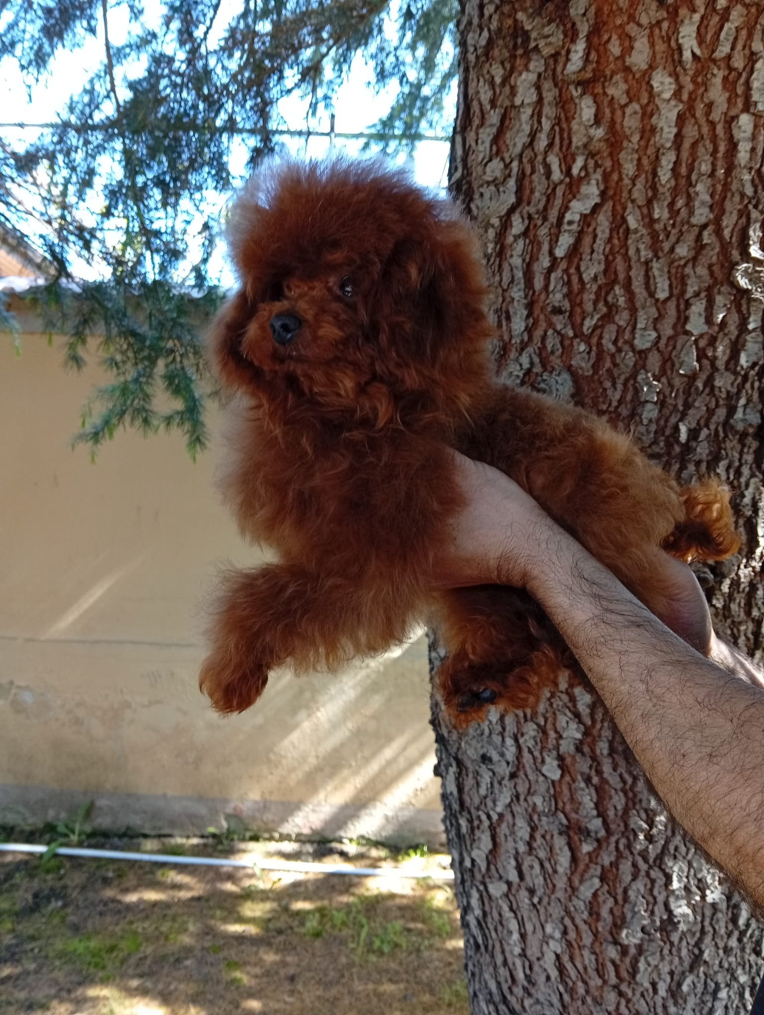Poodle Toy Ateliercanis - fotografie 2