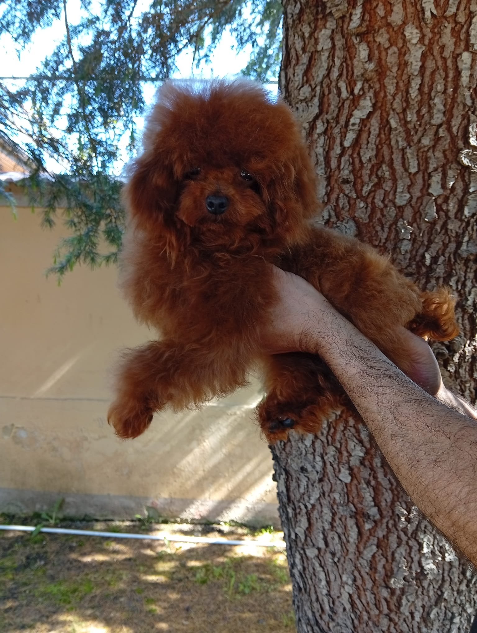 Poodle Ateliercanis - fotografie 1