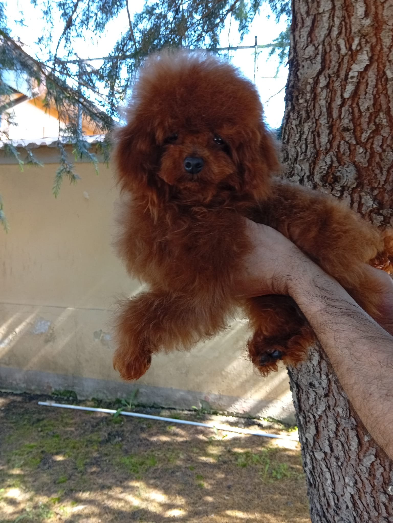 Poodle Mini Toy Ateliercanis - fotografie 3