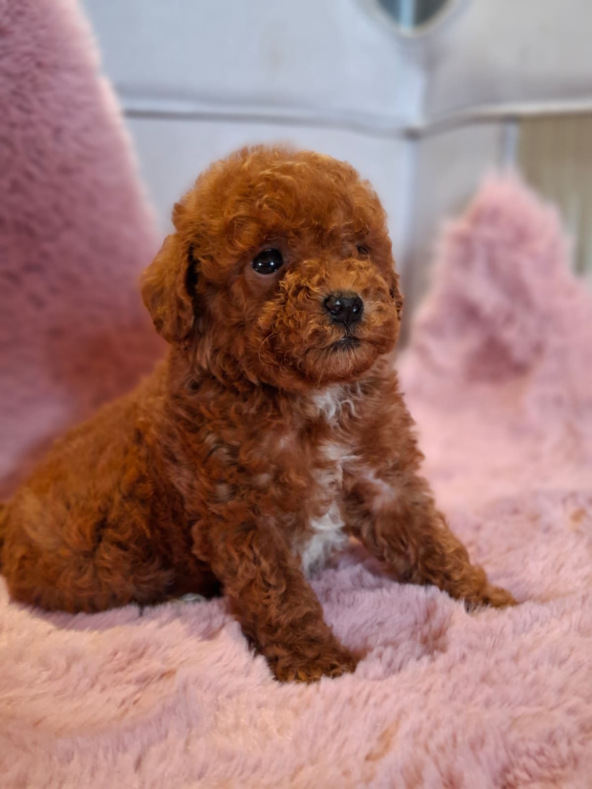 Poodle Ateliercanis - fotografie 4