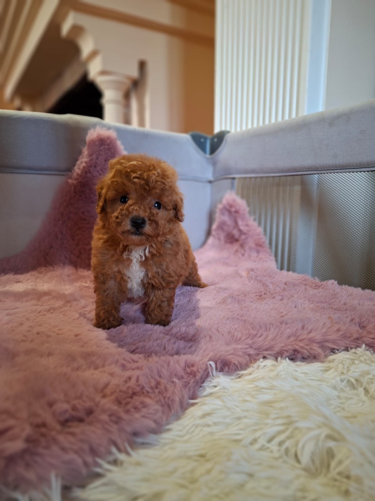 Poodle Miniature Ateliercanis - fotografie 7