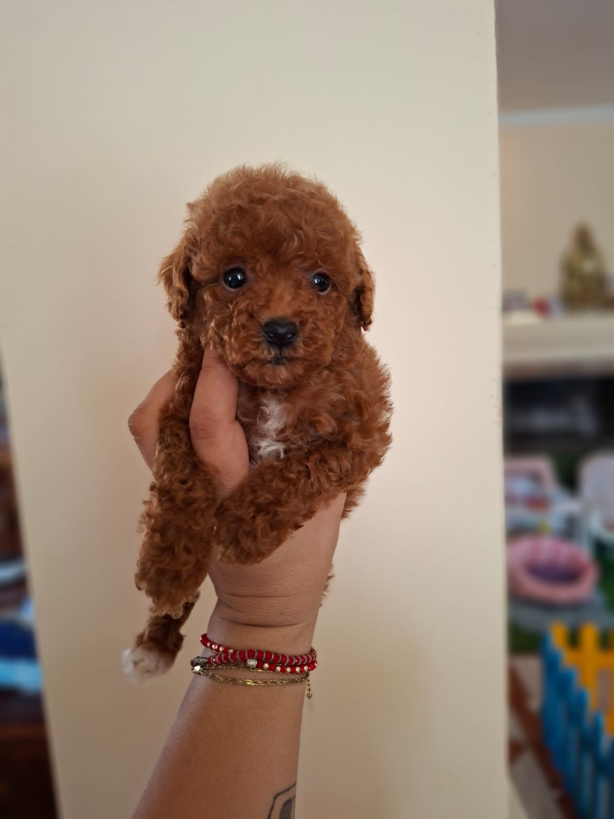 Poodle Ateliercanis - fotografie 6