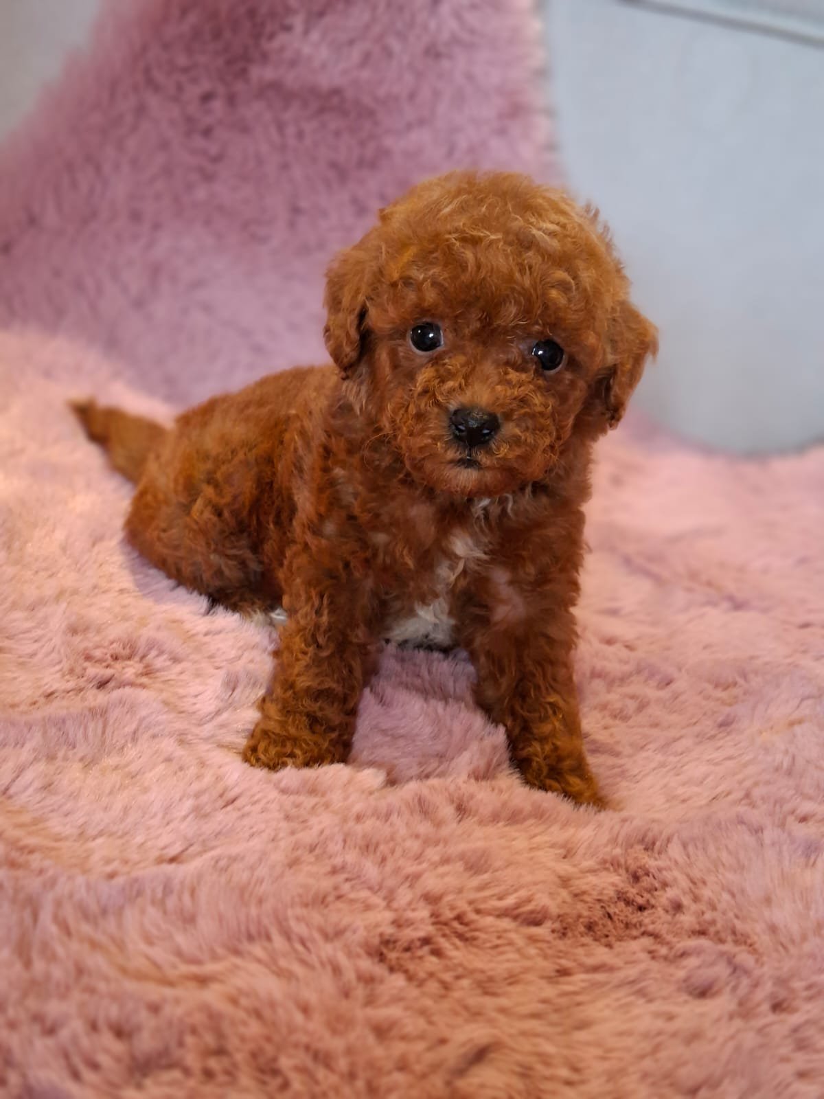 Poodle Toy Ateliercanis - fotografie 5