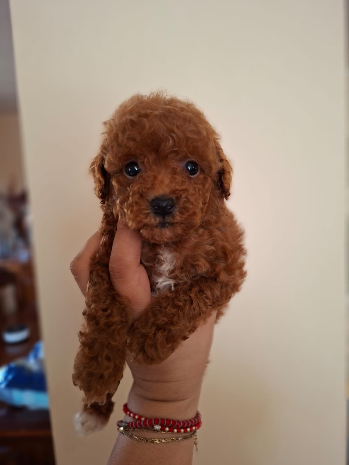 Poodle Ateliercanis - fotografie 8