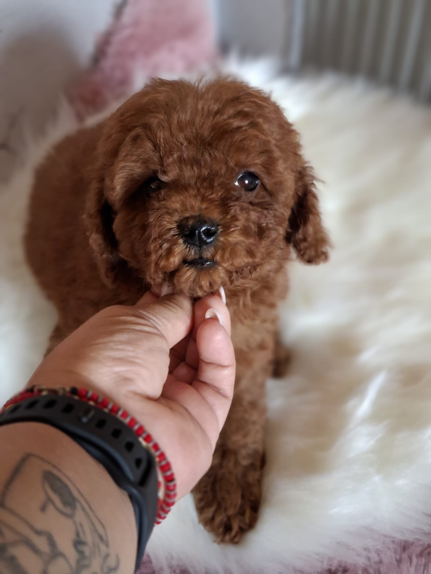 Poodle Toy Ateliercanis - fotografie 9