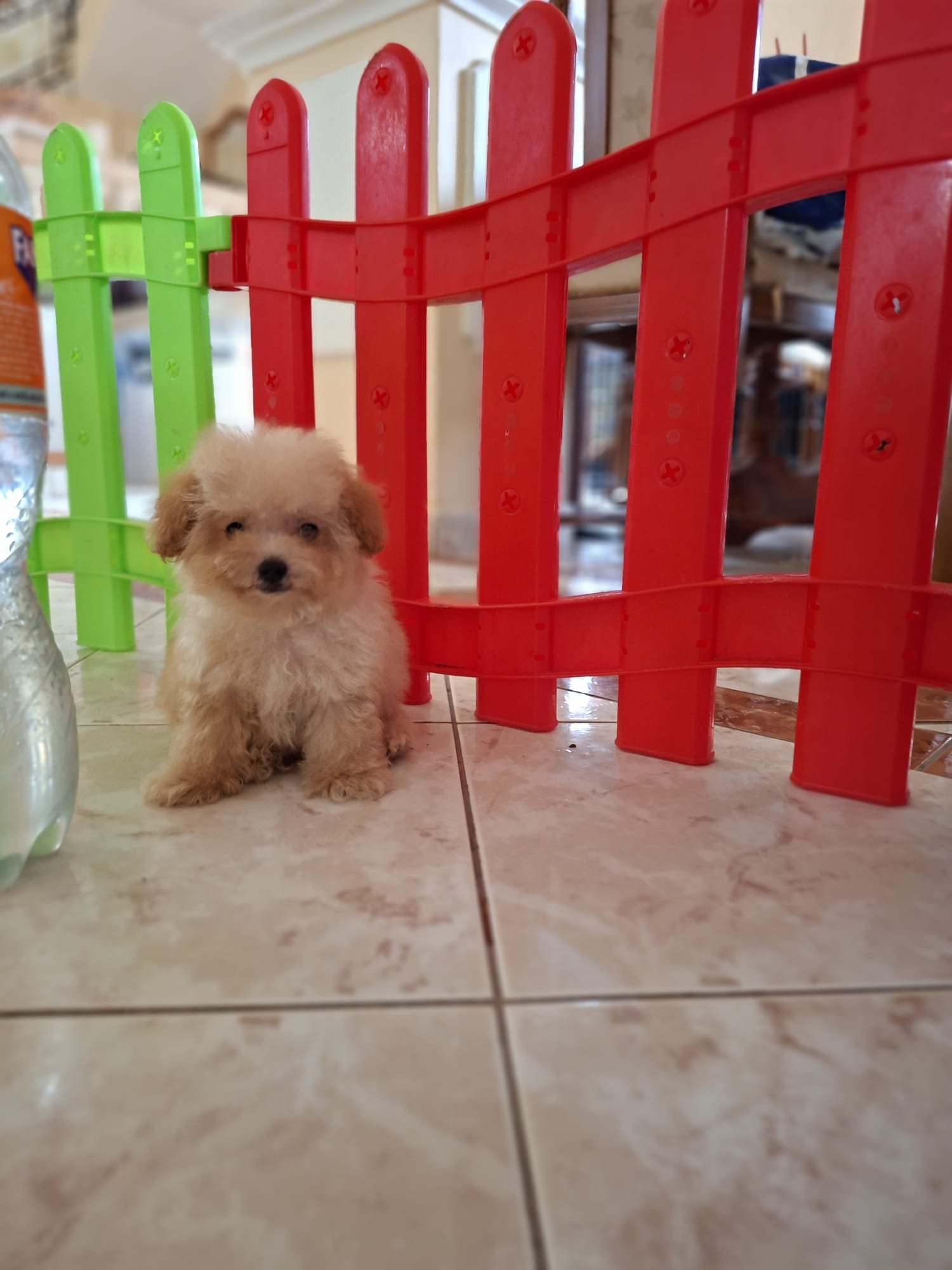 Poodle Ateliercanis - fotografie 10