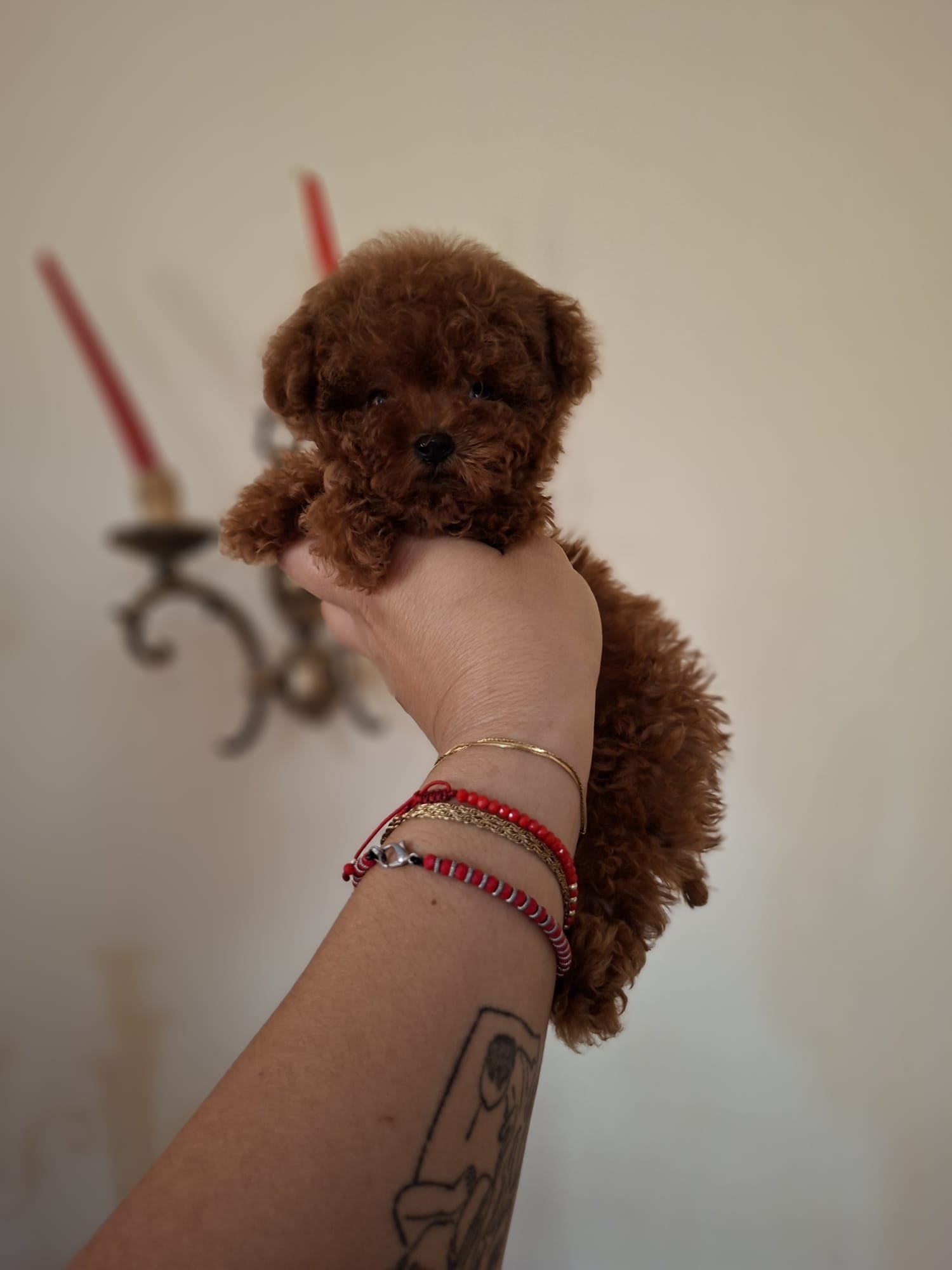 Poodle Ateliercanis - fotografie 12