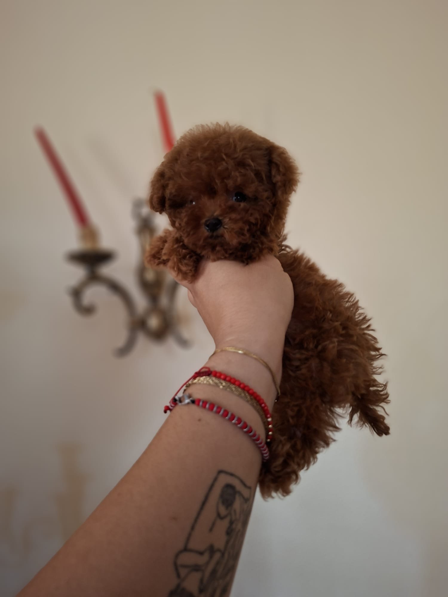 Poodle Mini Toy Ateliercanis - fotografie 11