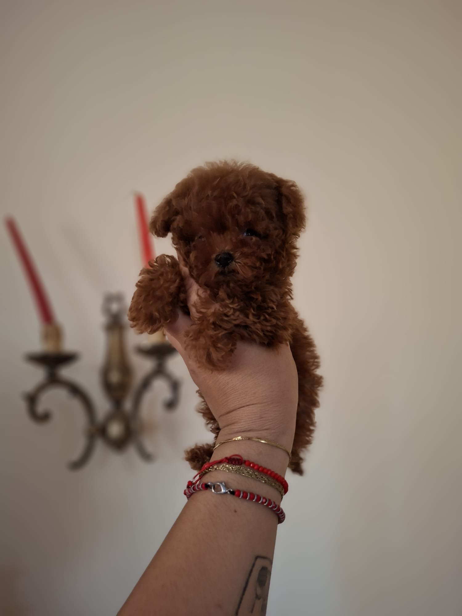Poodle Toy Ateliercanis - fotografie 13