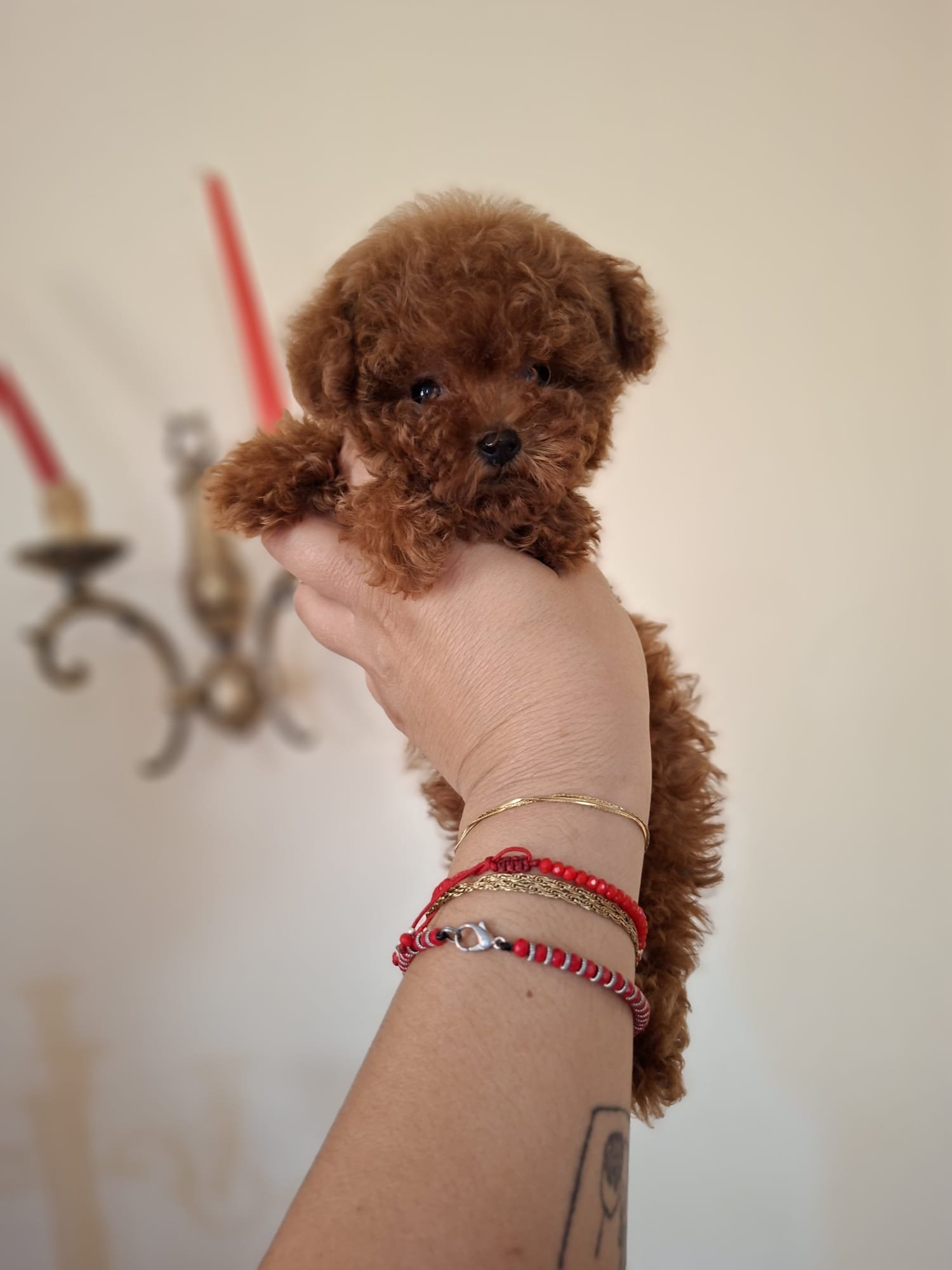 Poodle Ateliercanis - fotografie 14