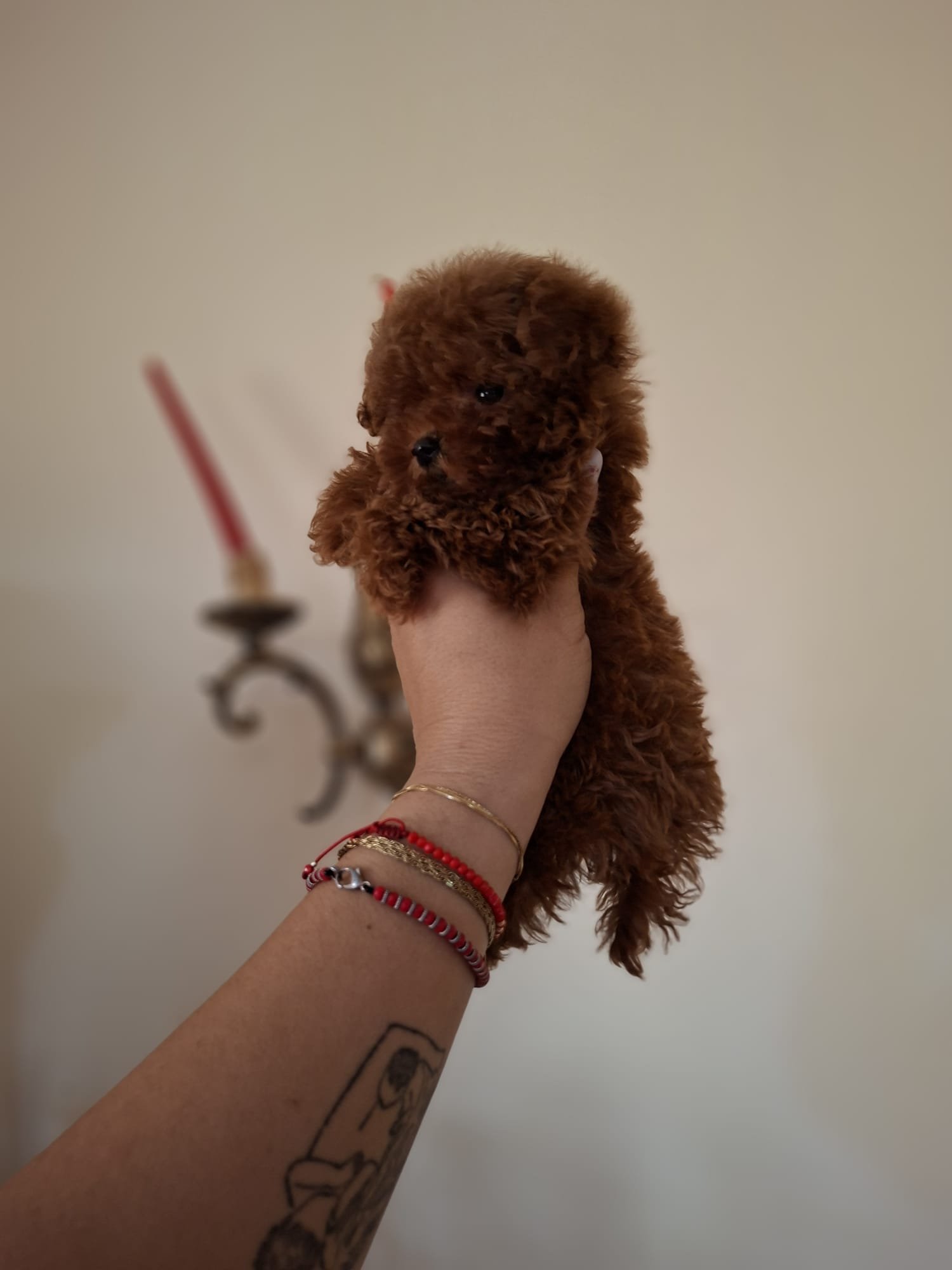 Poodle Miniature Ateliercanis - fotografie 15
