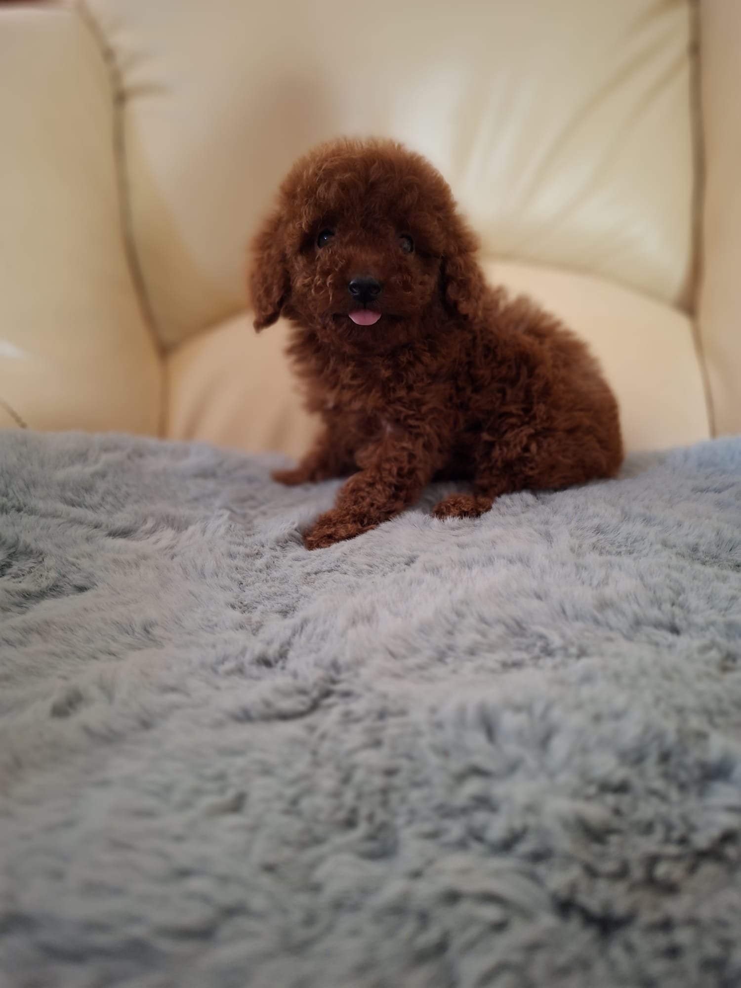 Poodle Ateliercanis - fotografie 16