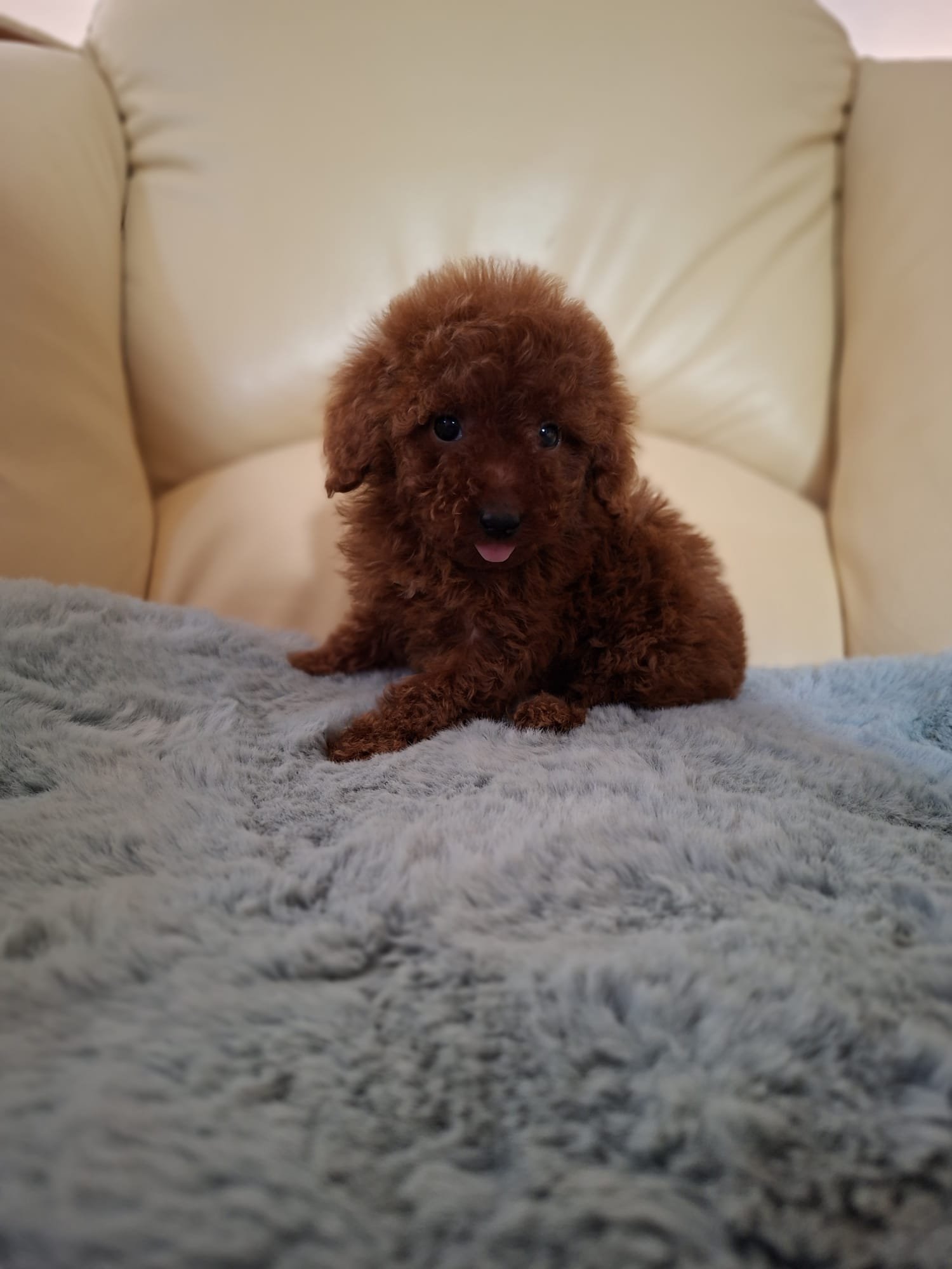 Poodle Toy Ateliercanis - fotografie 17
