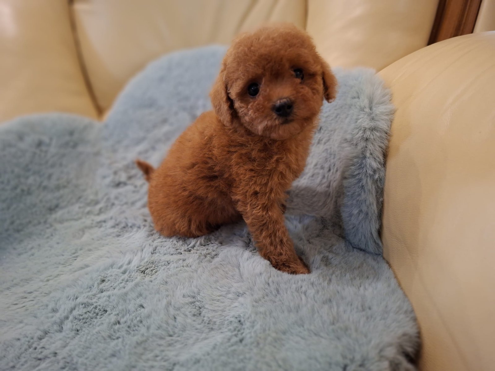 Poodle Ateliercanis - fotografie 18