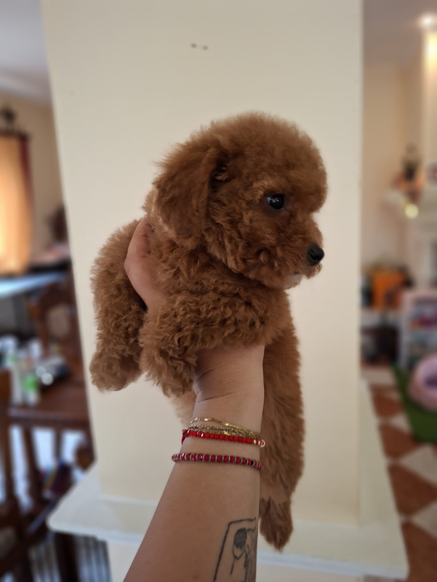 Poodle Mini Toy Ateliercanis - fotografie 19