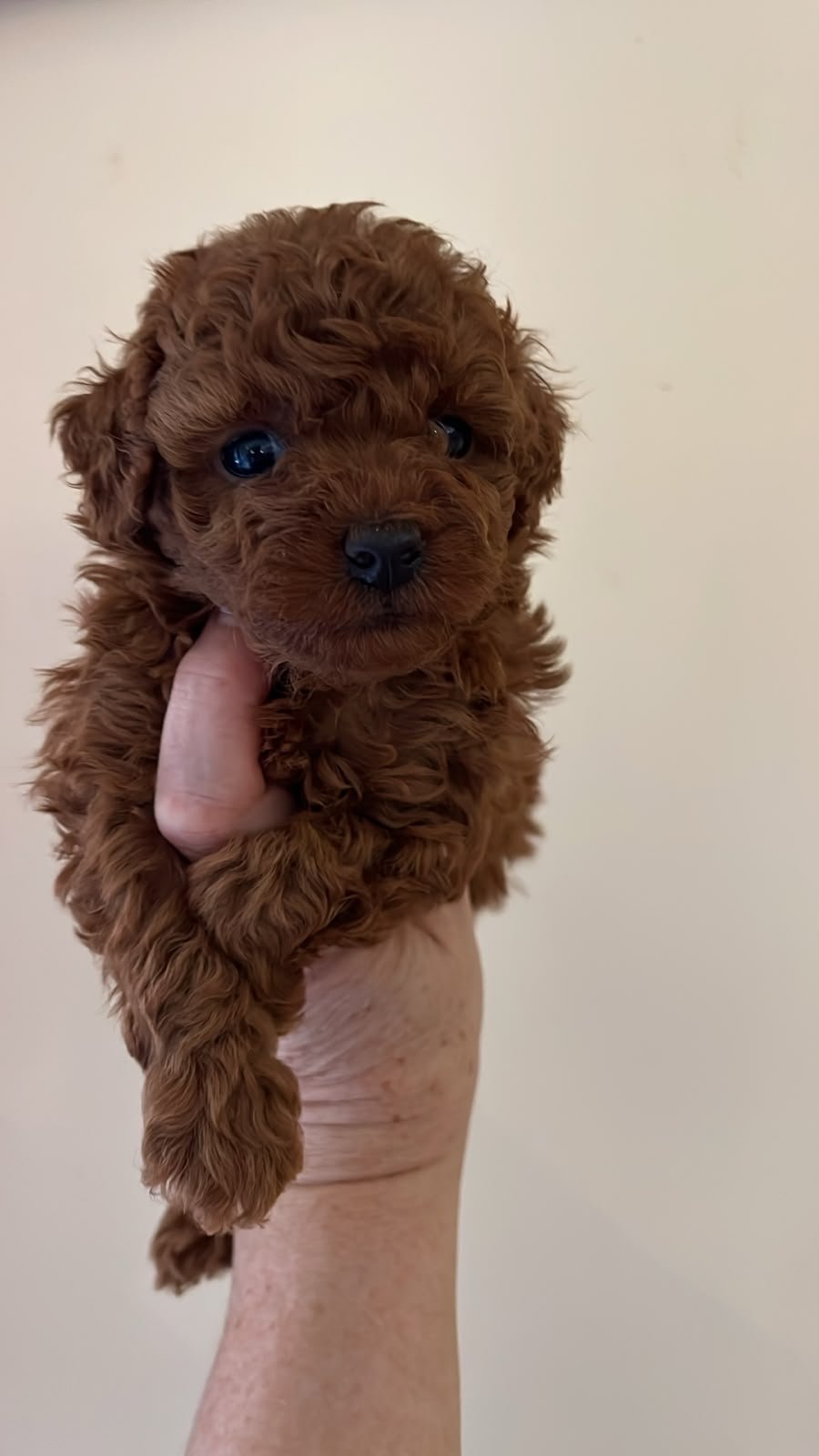 Poodle Ateliercanis - fotografie 20
