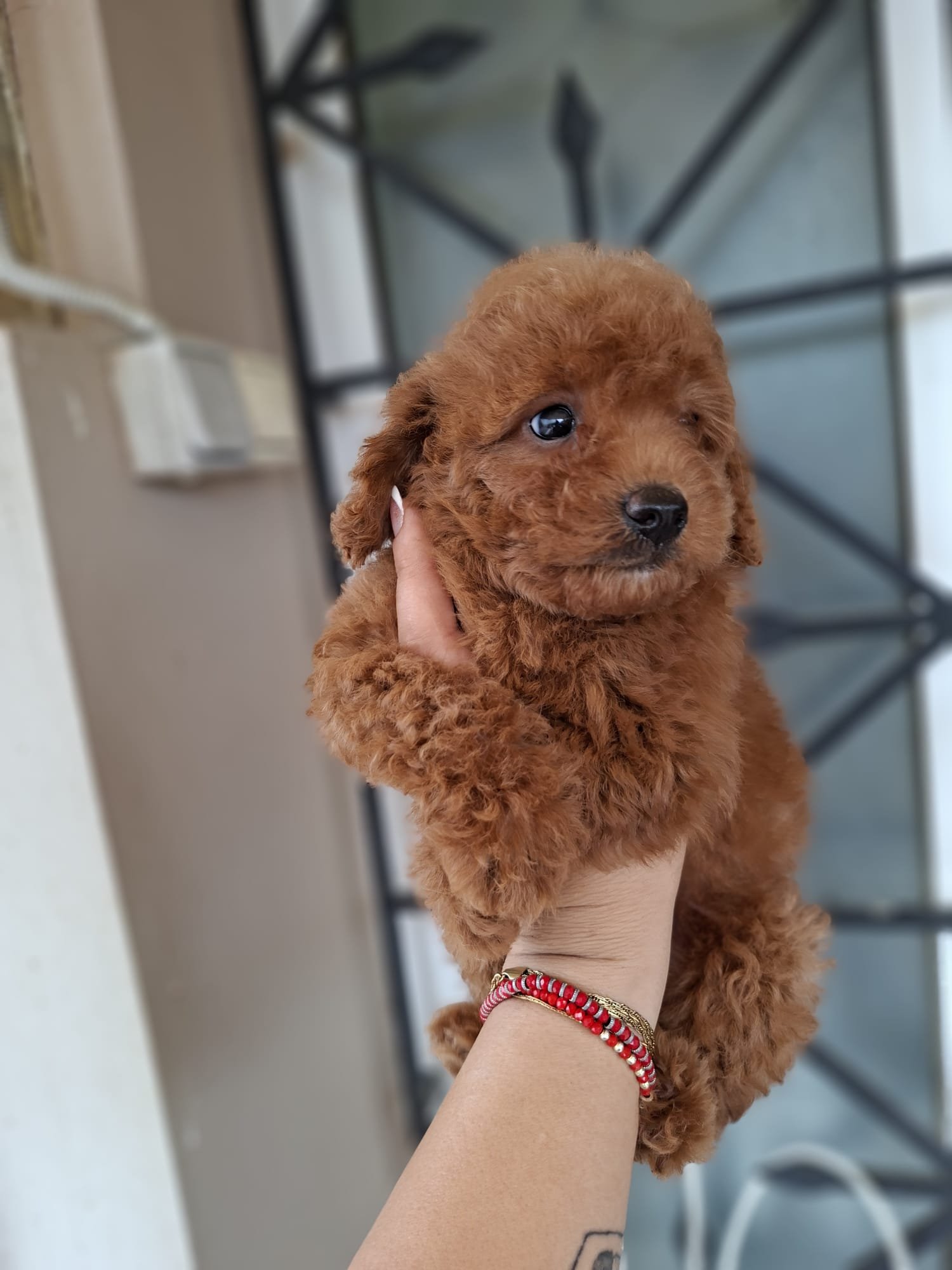 Poodle Toy Ateliercanis - fotografie 21