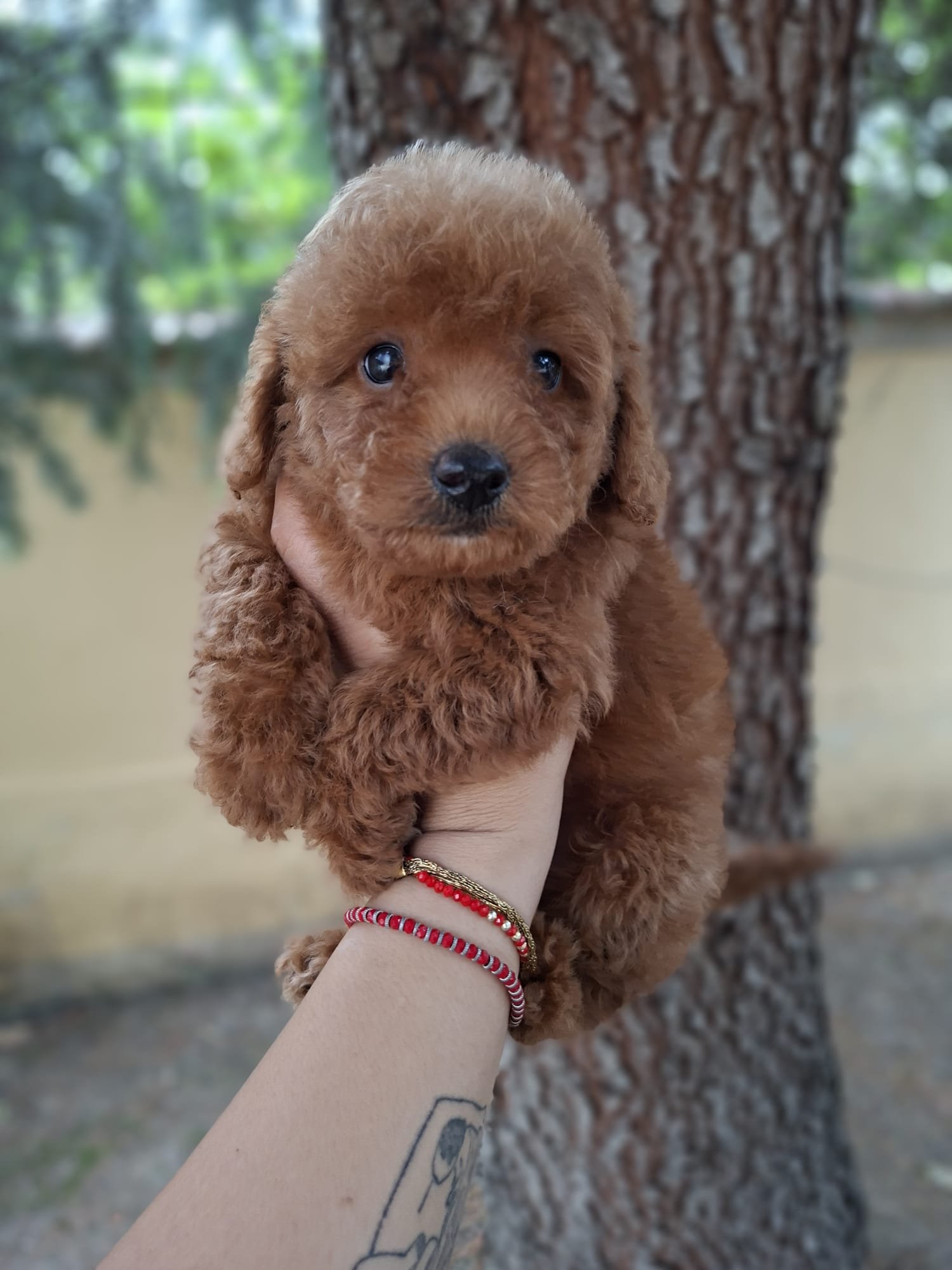 Poodle Ateliercanis - fotografie 22