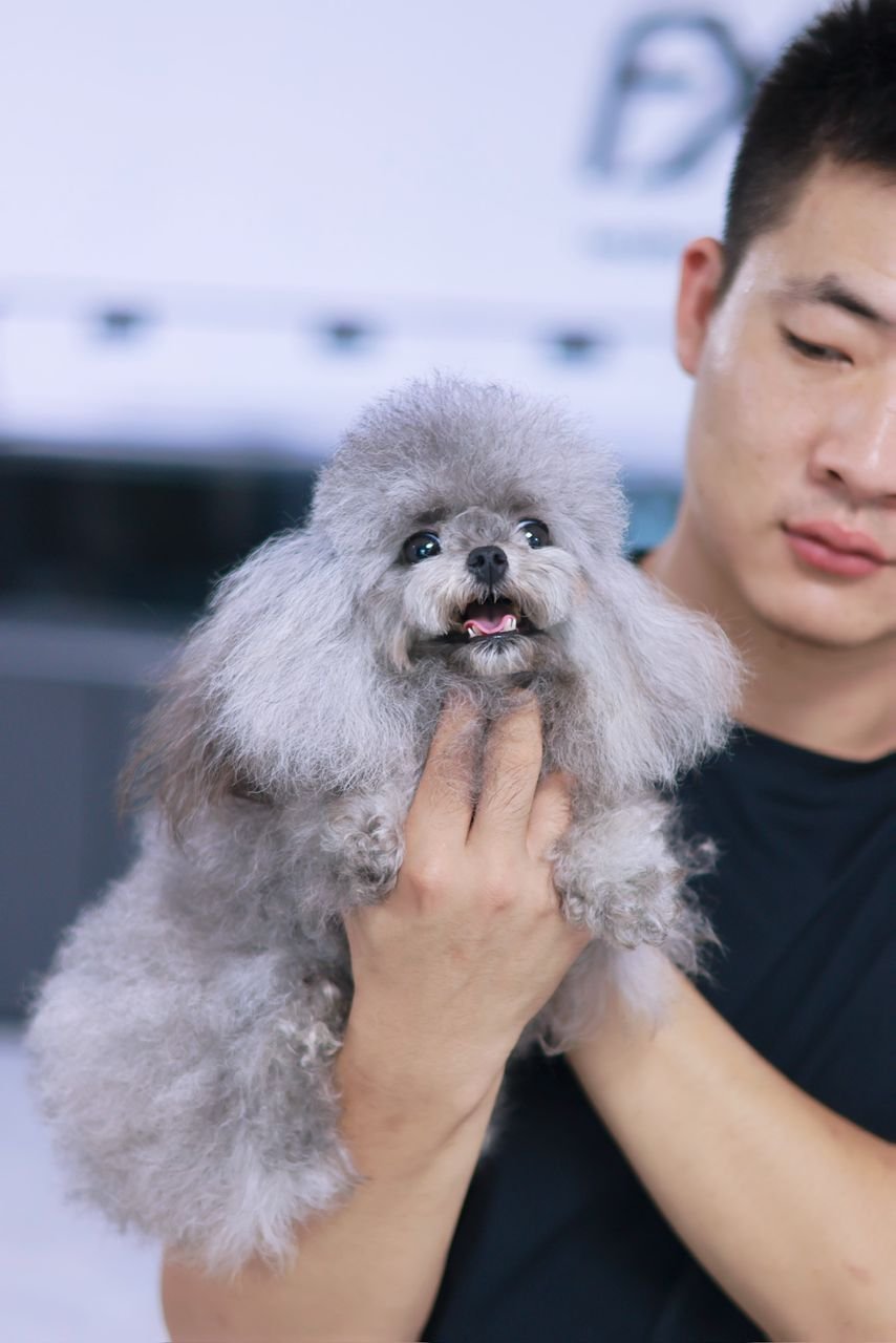Poodle Linie Asiatică Ateliercanis - cățel 1