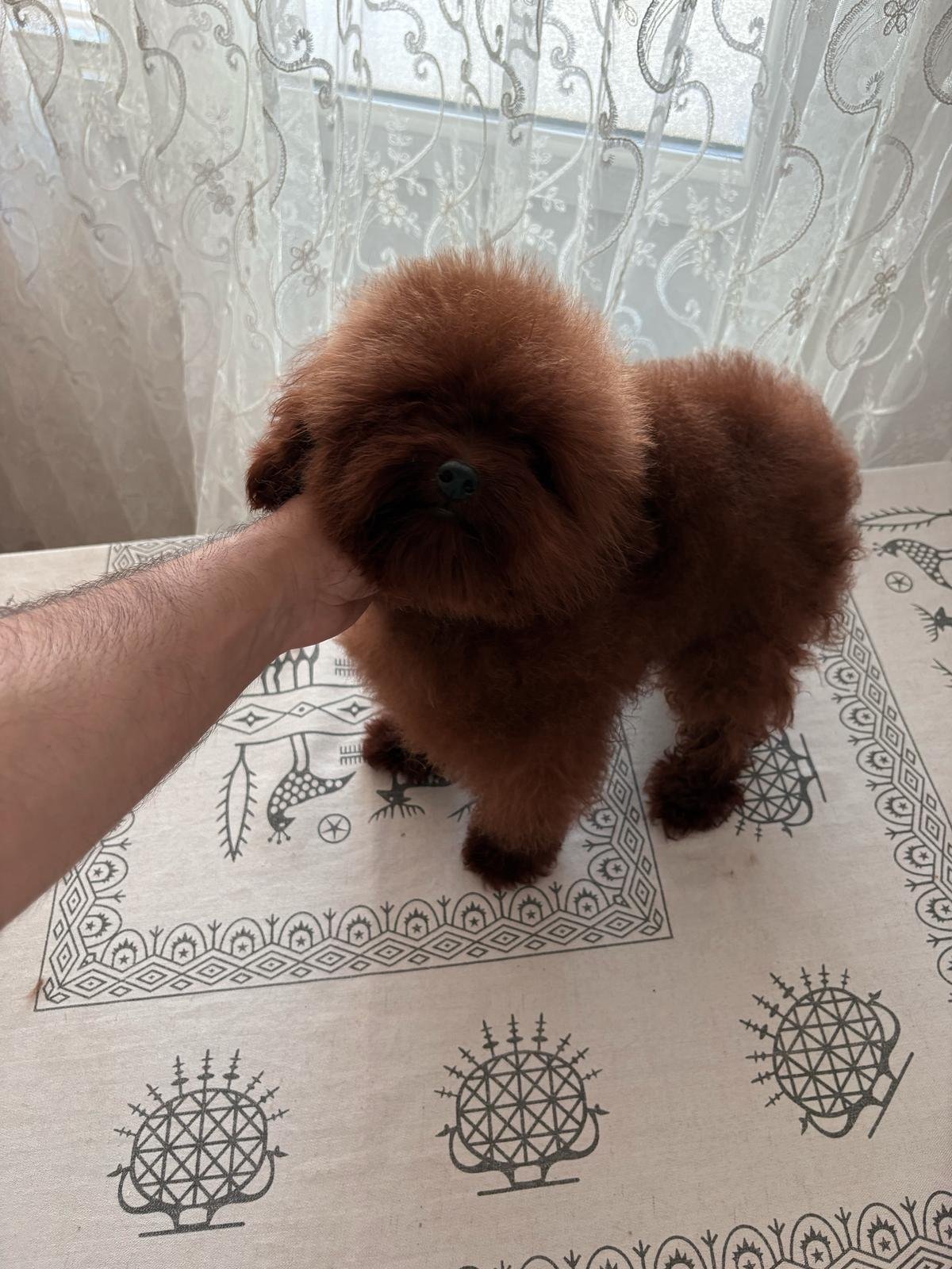 Poodle Linie Asiatică Ateliercanis - cățel 4
