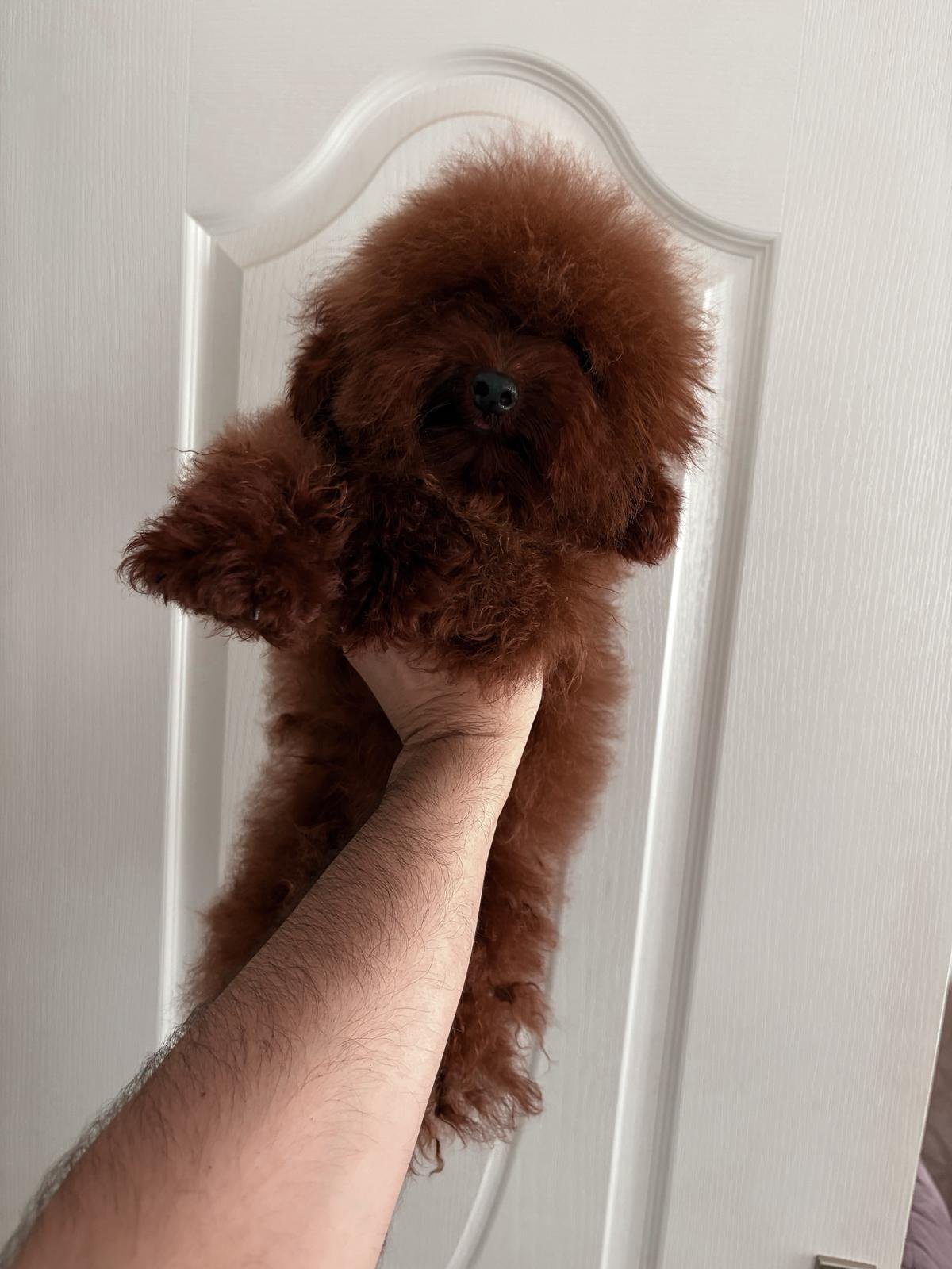 Poodle Linie Asiatică Ateliercanis - cățel 3