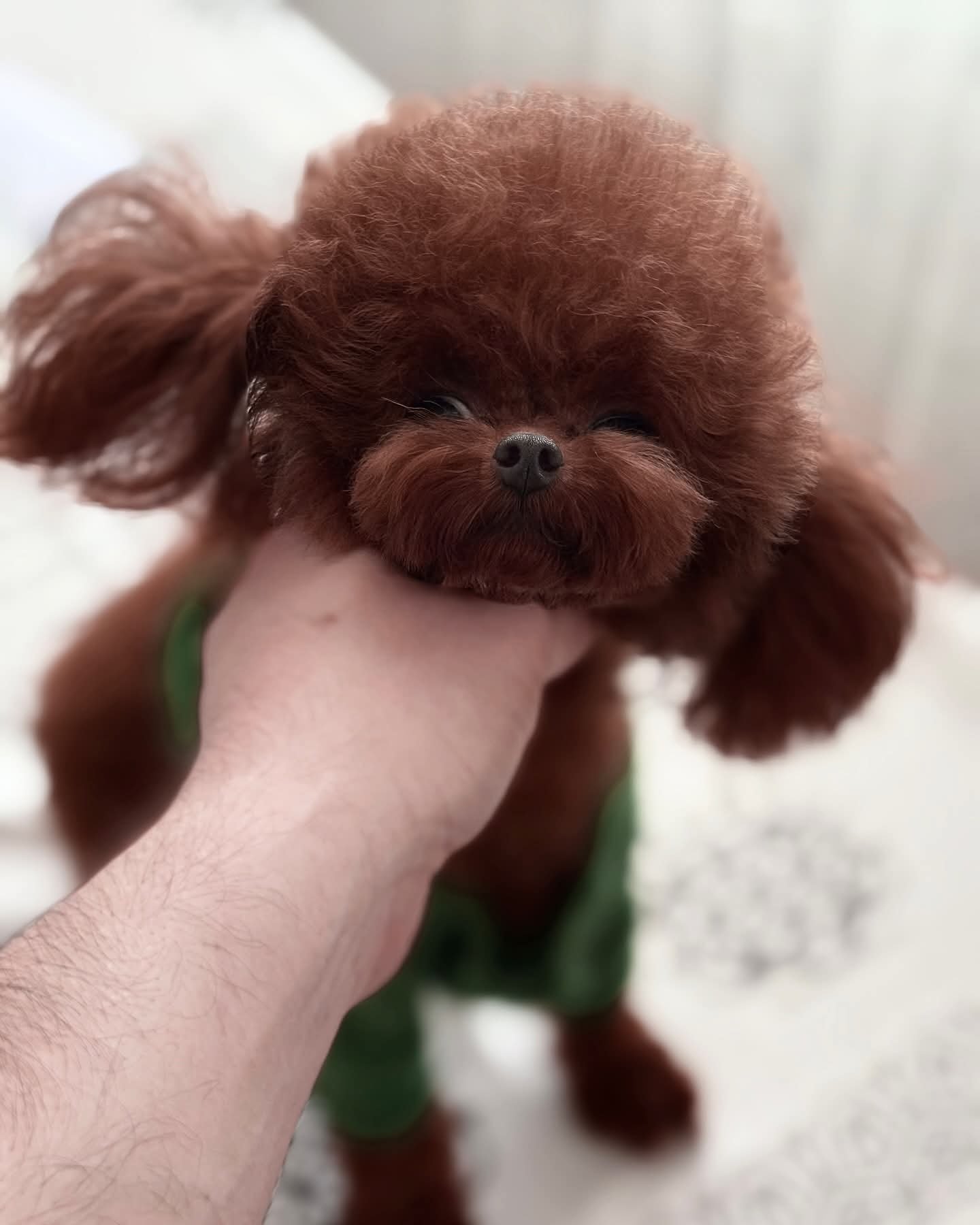 Poodle Linie Asiatică Ateliercanis - cățel 2