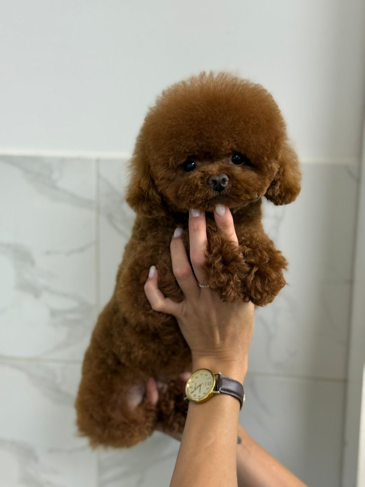 Poodle Linie Asiatică Ateliercanis