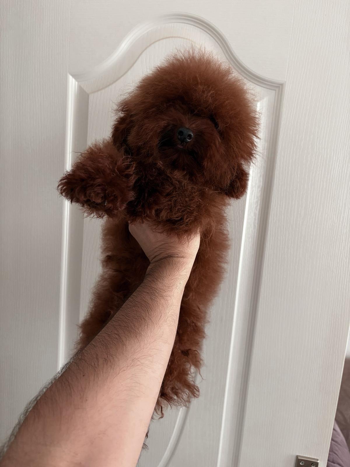 Poodle Linie Asiatică Ateliercanis - cățel 5