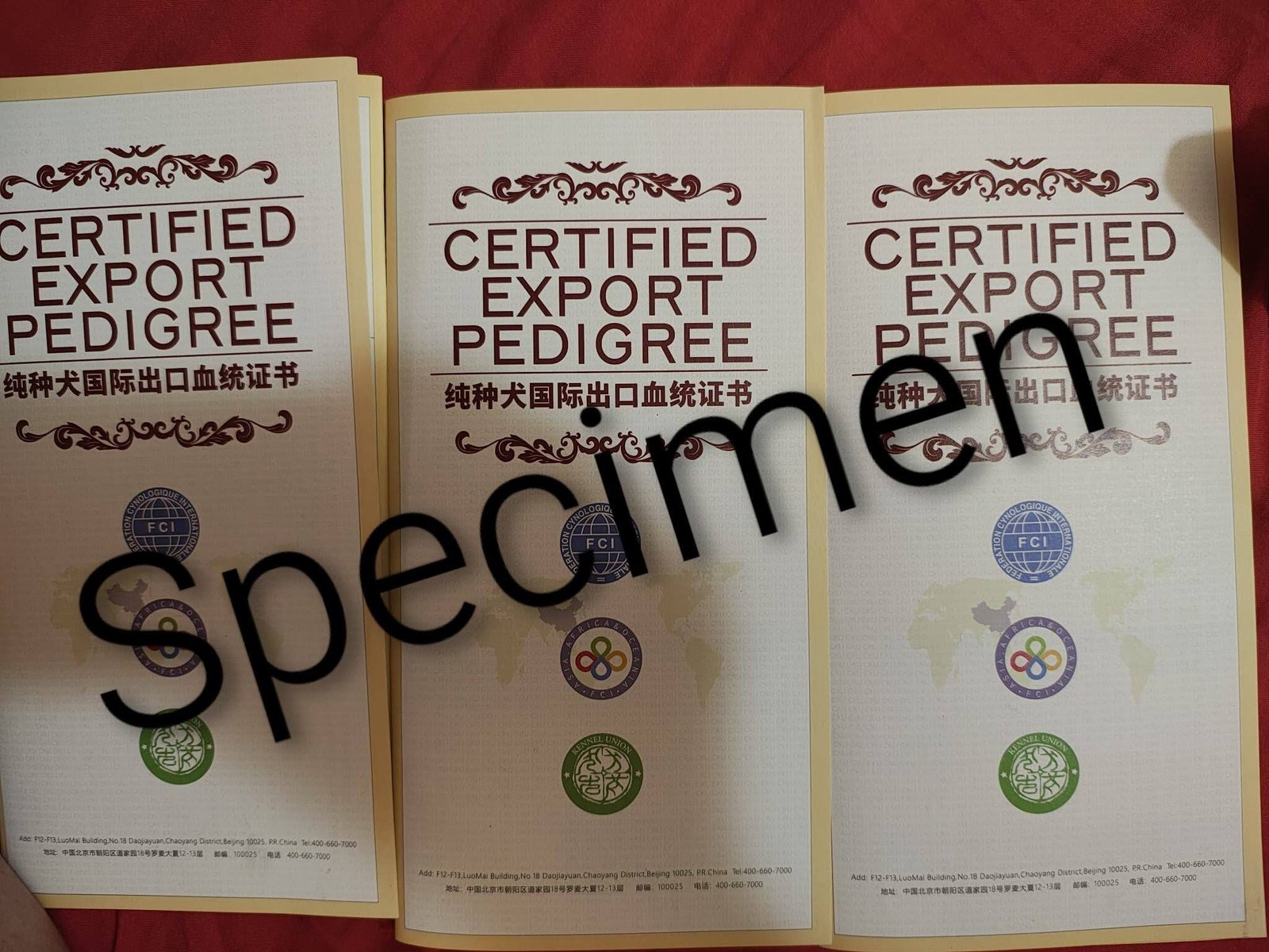 Pedigree Poodle Linie Asiatică Ateliercanis - document 1